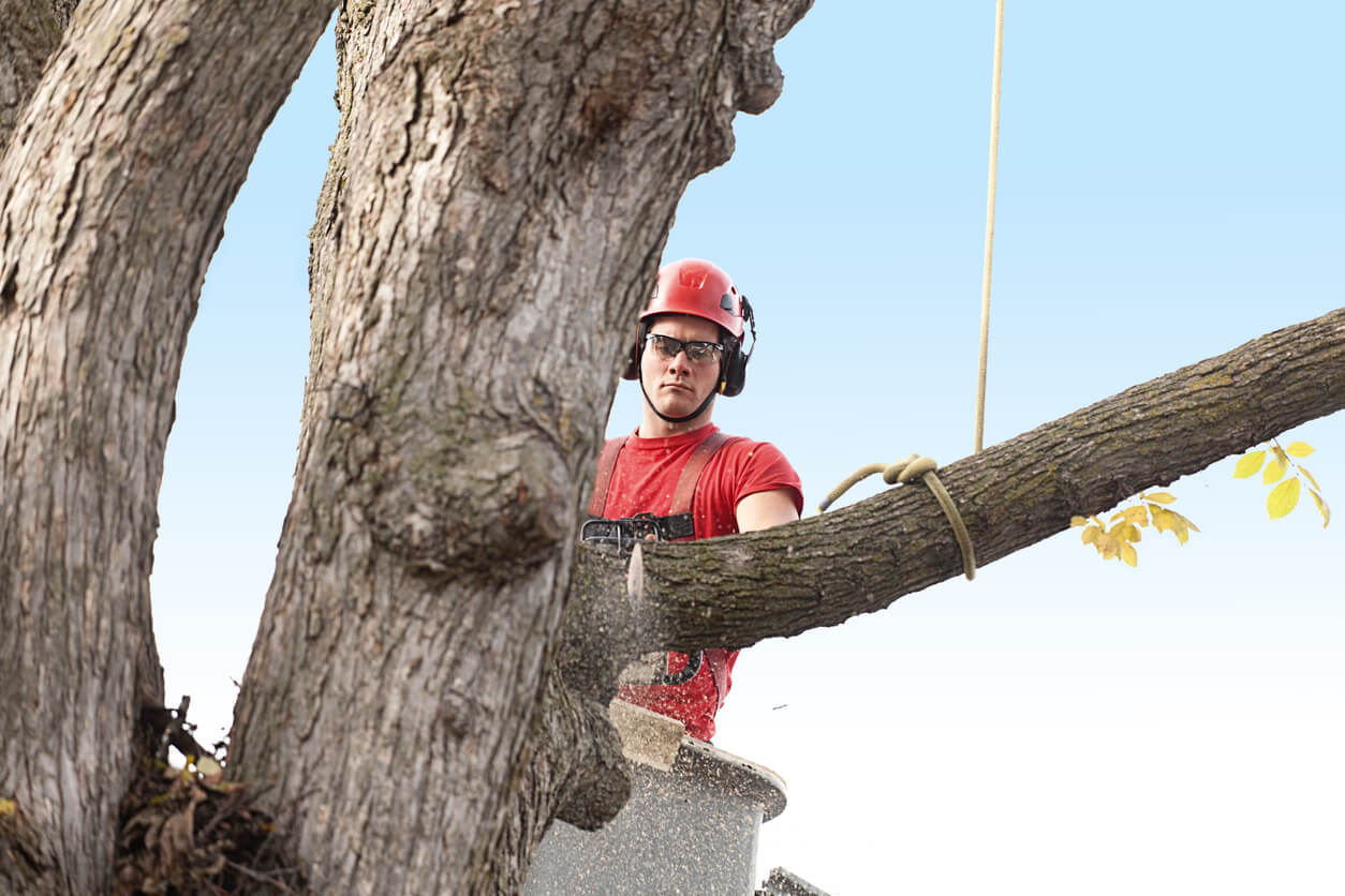Tree Surgeons Near You: A Comprehensive Guide