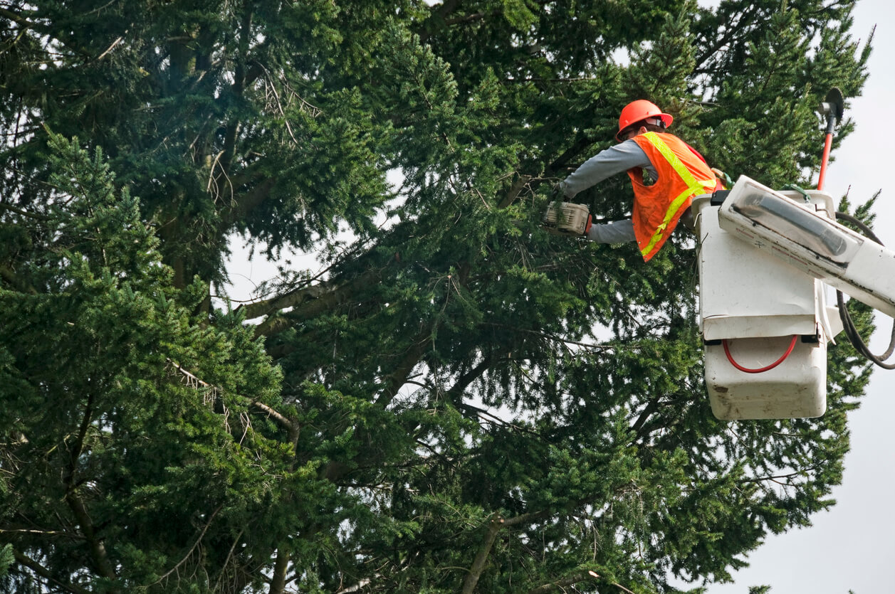 Rooting for the Best: How to Find Local Tree Trimmers in Your Area
