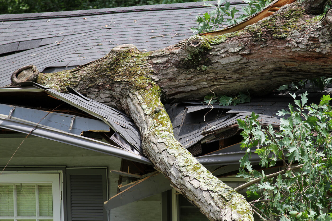 fallen tree trunks on the fence of a house - Hazardous Tree Removal