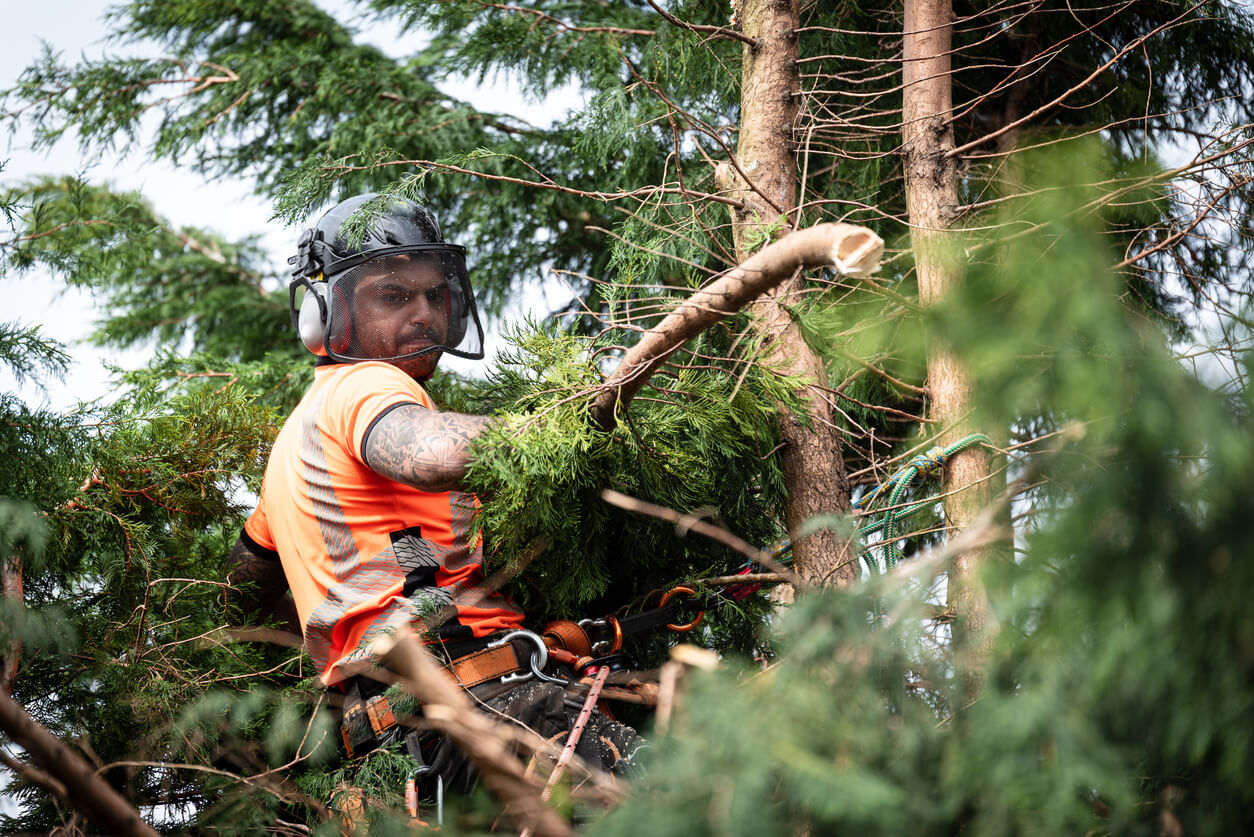 Understanding Tree Work: A Beginner's Guide to Tree Care and Maintenance