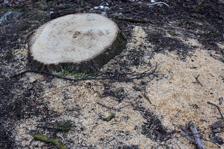 Stump Out the Competition: How to Choose Local Removal Services