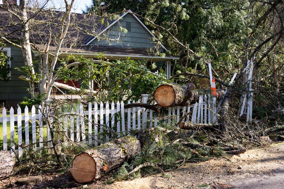 Understanding the Costs: Hazardous Tree Removal