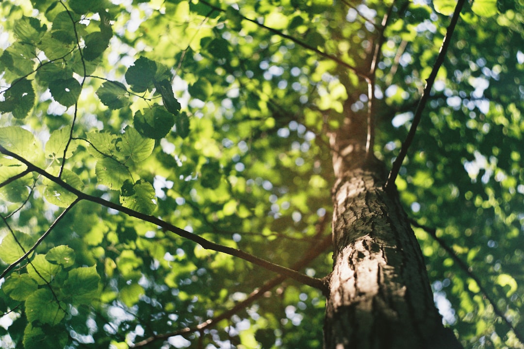 Understanding Your Rights and Responsibilities To Remove A Tree In Southern NH