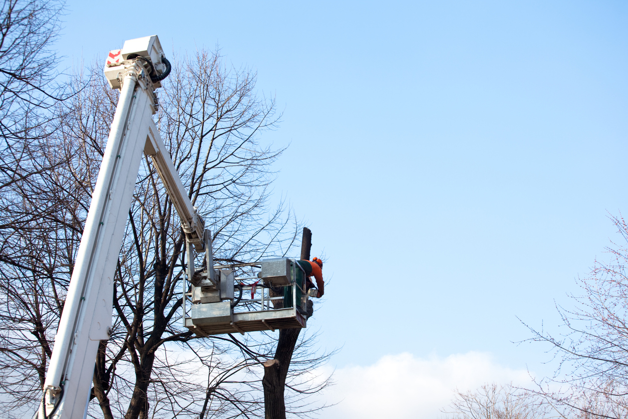 tree pruning using a crane 