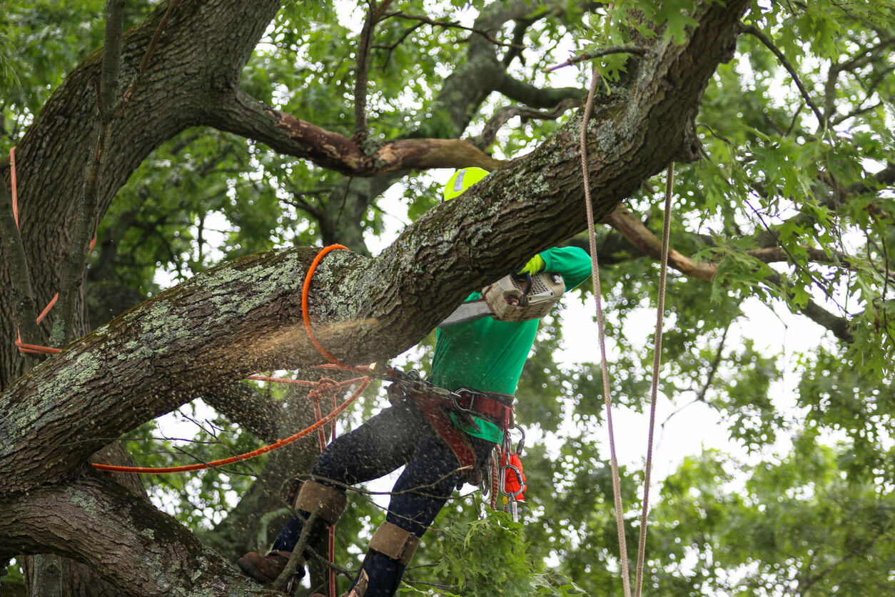 Close to Home: Your Guide to Finding Nearby Hazardous Tree Removal Experts