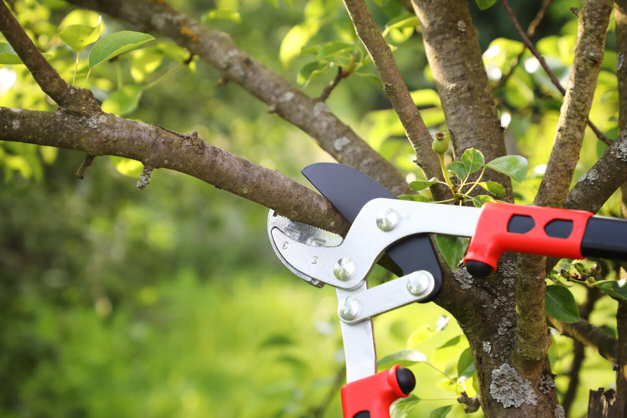 trimming branches with pruners