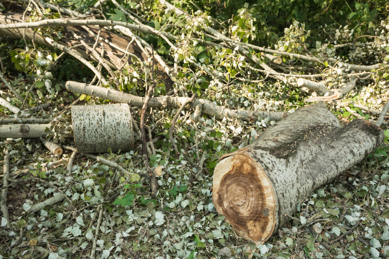 trees after storm - tree removal concept