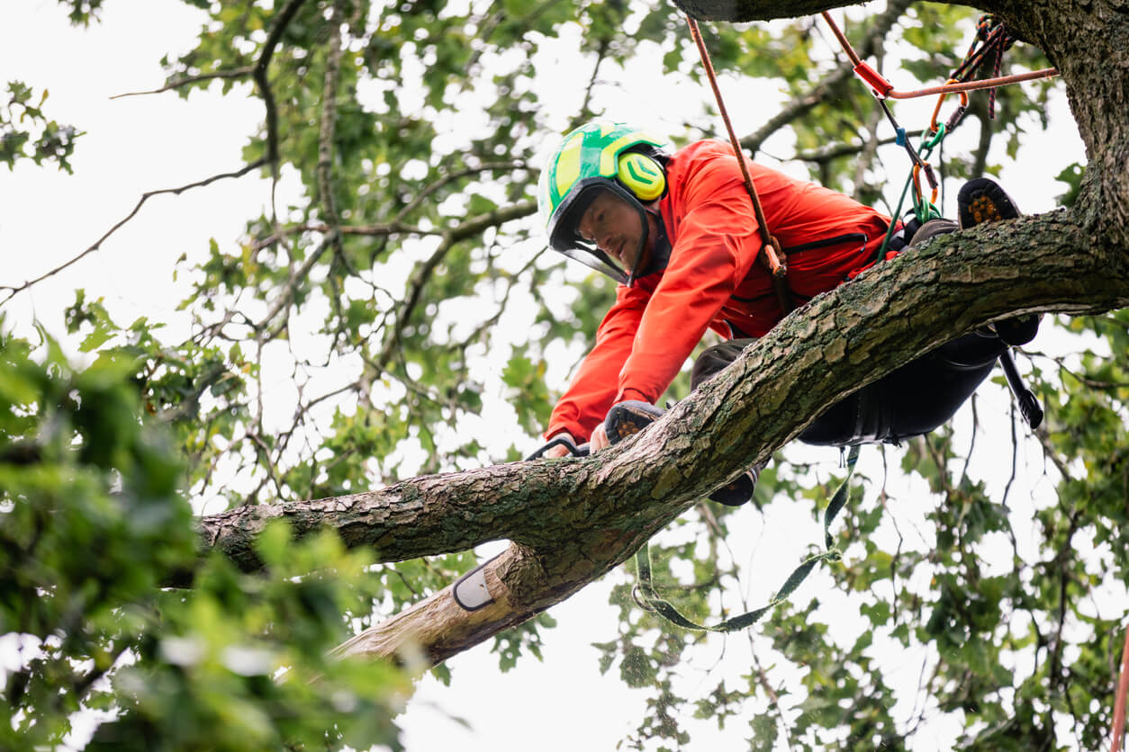 Trimmed and Proper: Your Guide to Tree Pruning Services