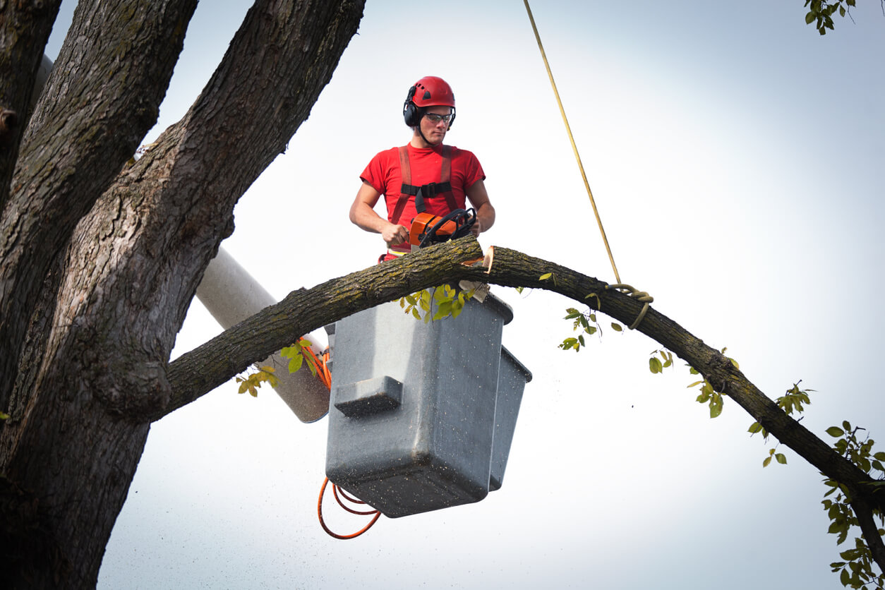 Tree removal equipment in action - tree removal cost