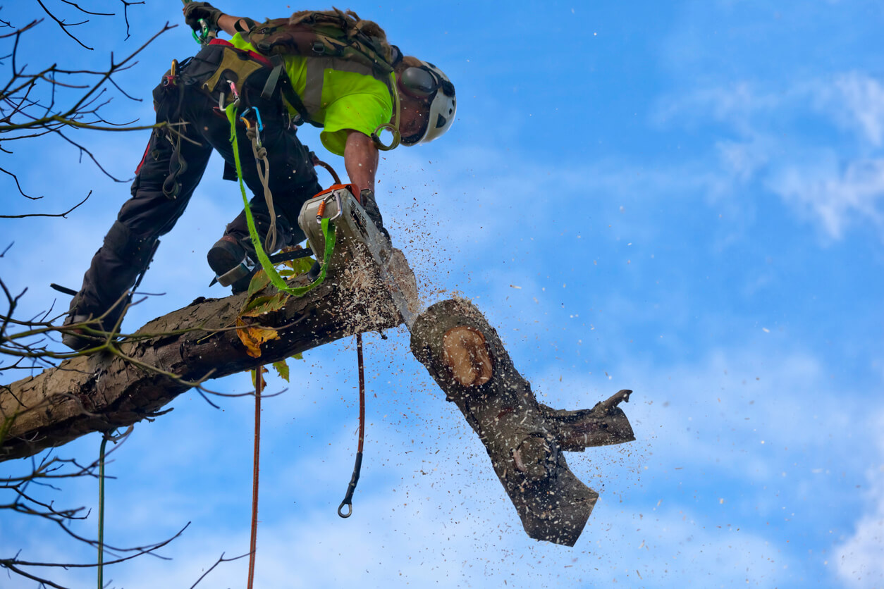 Lop It Like It's Hot: Understanding Tree Lopping Costs