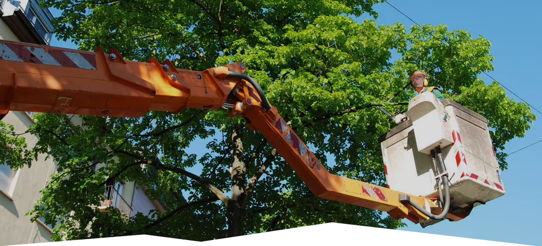 Land Cleaners Tree Removal