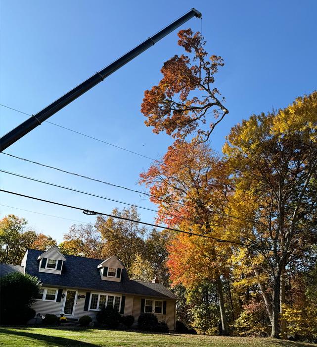 Land Cleaners Tree Removal