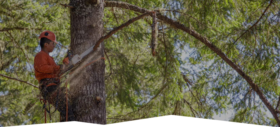Land Cleaners Tree Removal
