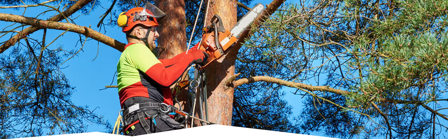 Land Cleaners Tree Removal
