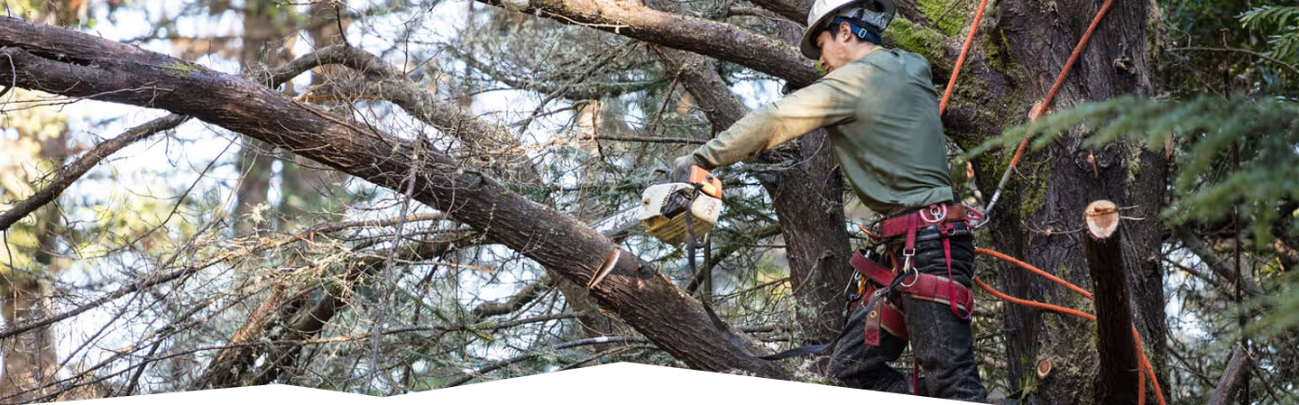 Land Cleaners Tree Removal