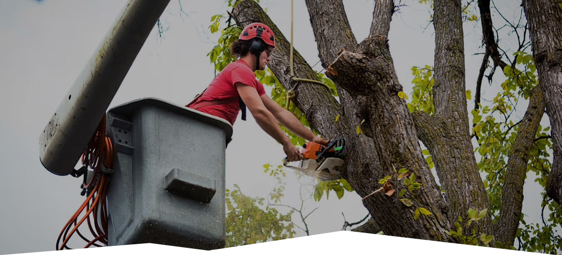 Land Cleaners Tree Removal
