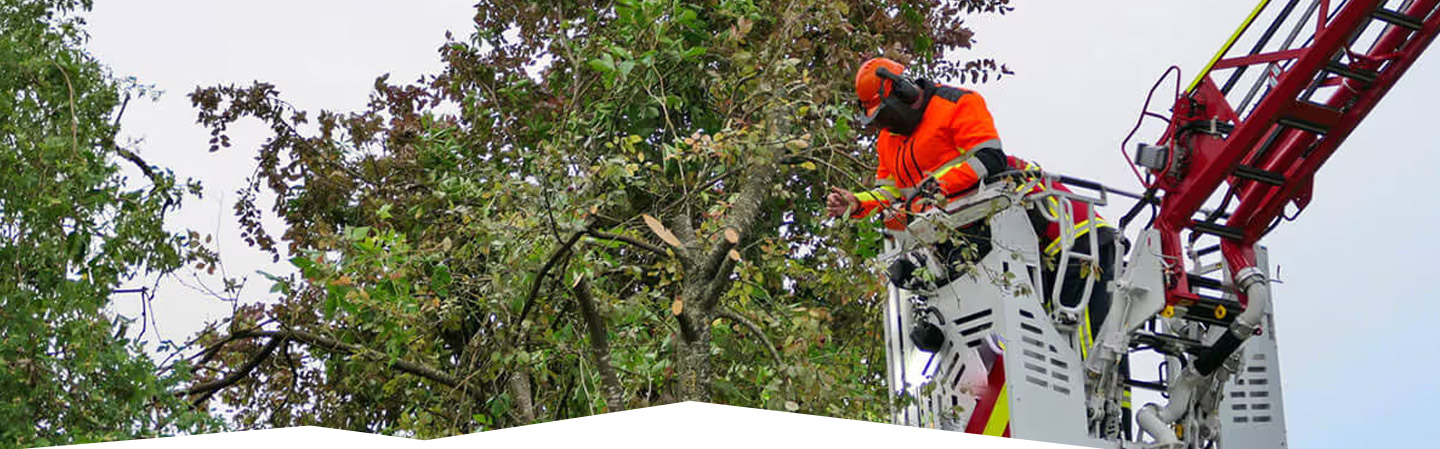 Land Cleaners Tree Removal