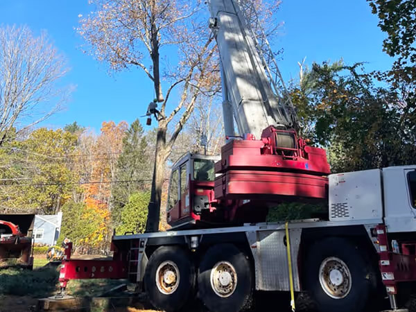 Land Cleaners Tree Removal