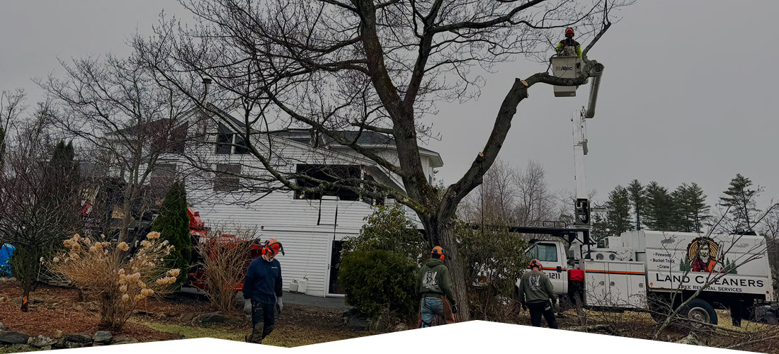 Land Cleaners Tree Removal