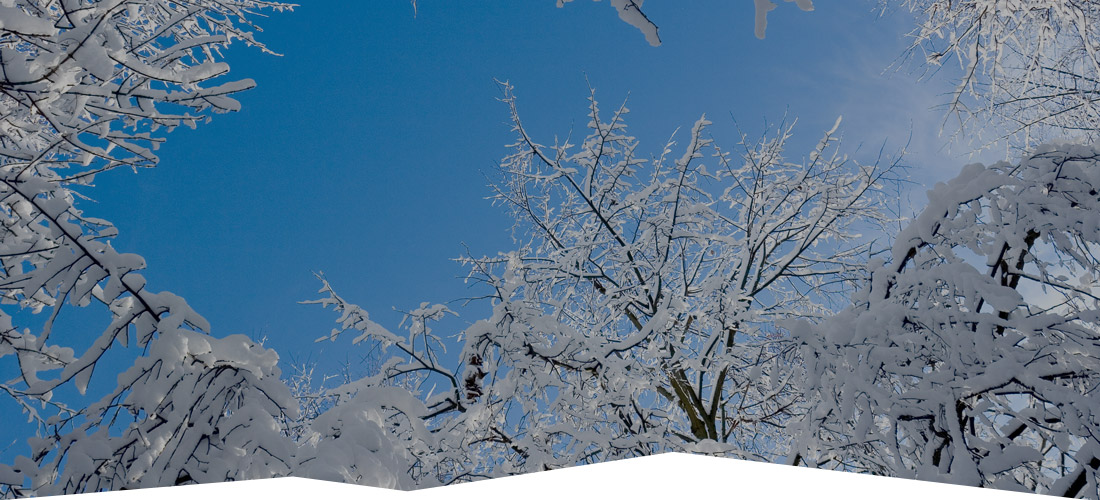 Land Cleaners Tree Removal