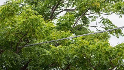 Close To Powerlines Tree Services NH