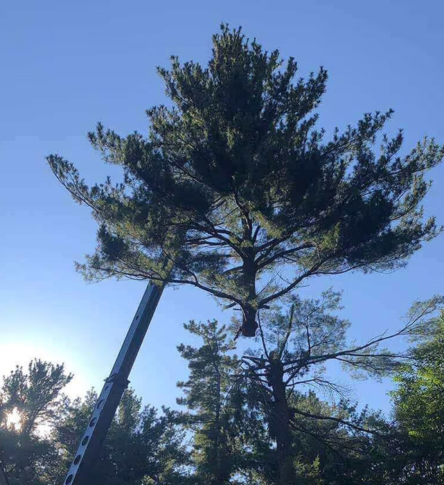 crane tree removal