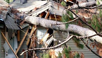 Emergency Tree Removal NH