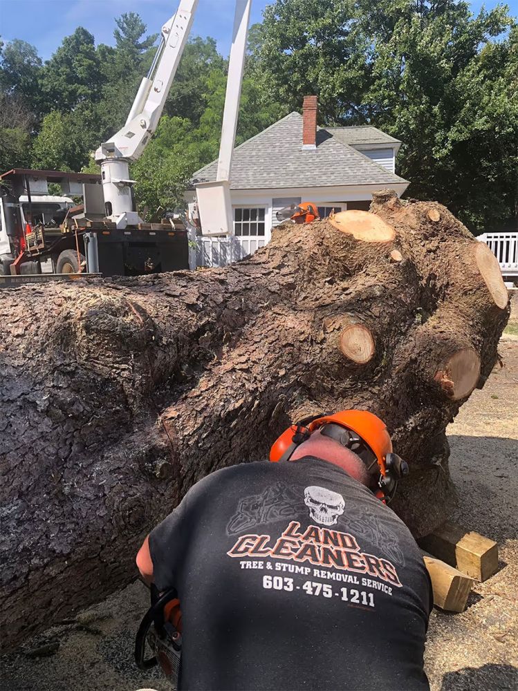 emergency tree removal service