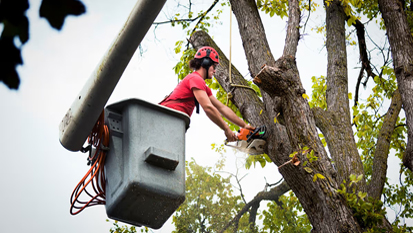 Hazardous Tree Removal Services NH