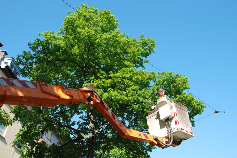 tree removal near powerlines