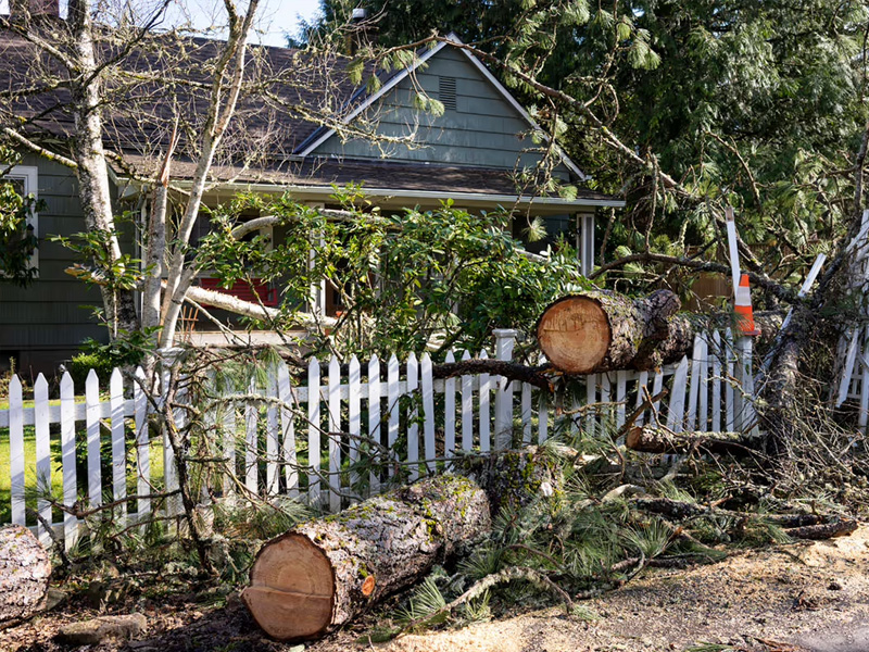 tree on house and fence