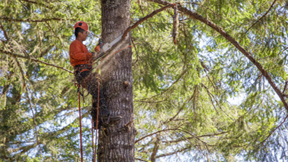 Tree Removal Services NH