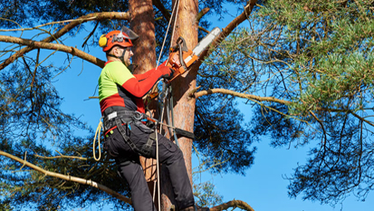 Tree Trimming NH