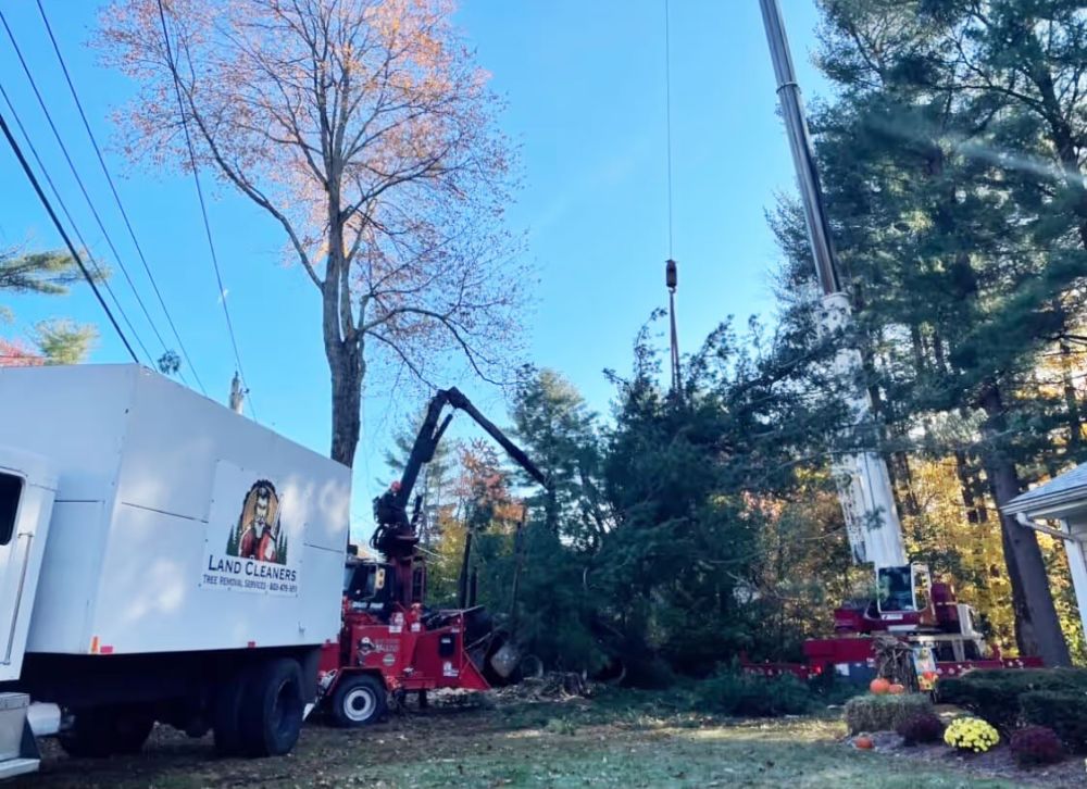 trucks and trees