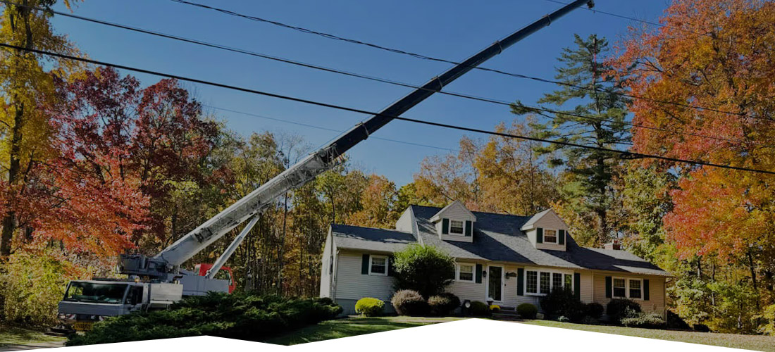 Land Cleaners Tree Removal