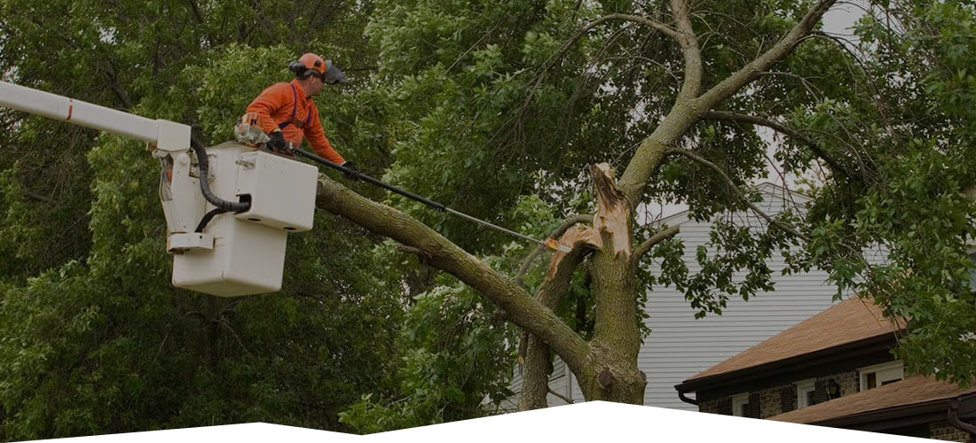 Land Cleaners Tree Removal