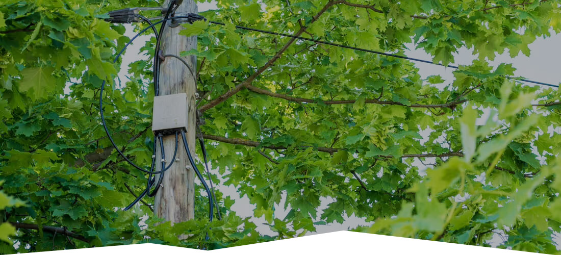 Land Cleaners Tree Removal