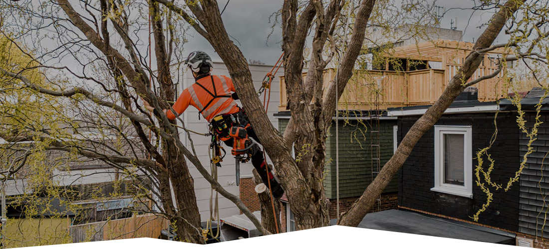 Land Cleaners Tree Removal